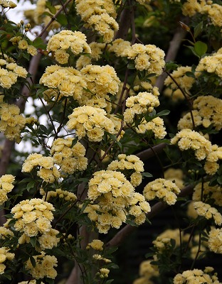a0123003_20131571.jpg
