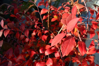 c0132205_9234370.jpg