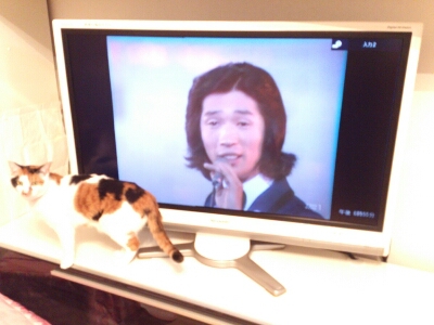 猫とテレビジョン_e0072606_16301959.jpg