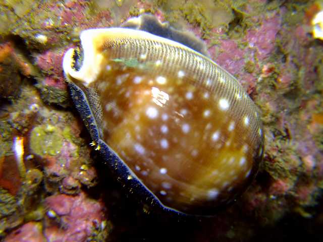 ホシキヌタ　葉山・権太郎岩　Lyncina vitellus (Linnaeus, 1758)_d0175710_21441732.jpg