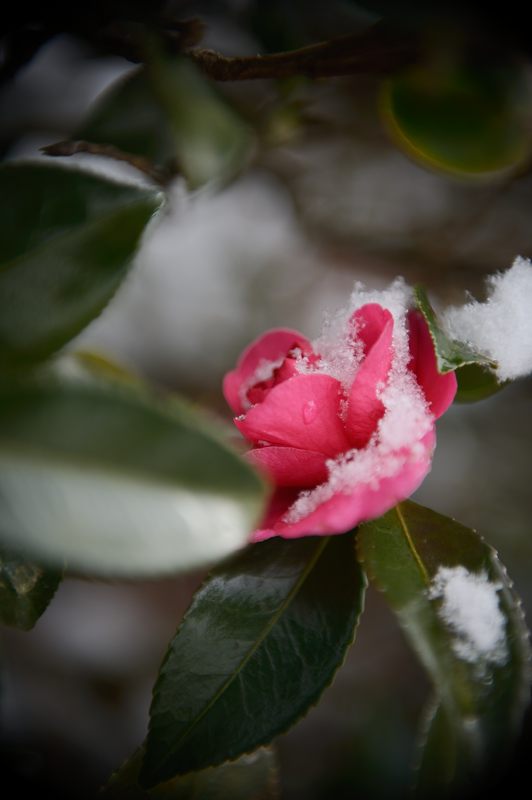 美山茅葺きの里 初雪撮影!・其の三_f0032011_1983796.jpg