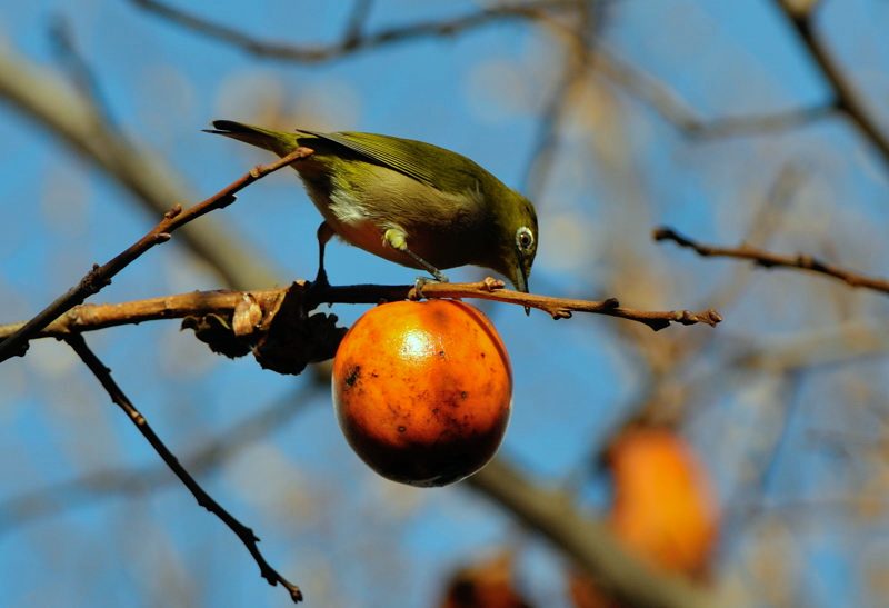 今年撮影のトリは｢鳥」_d0247114_16444596.jpg