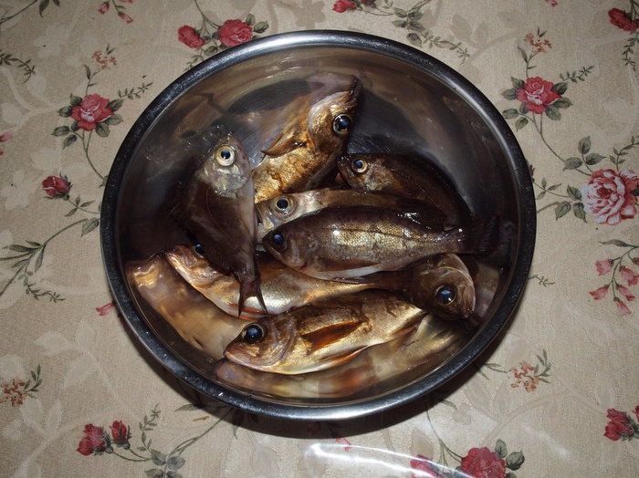 夫の釣果_c0116915_23324076.jpg