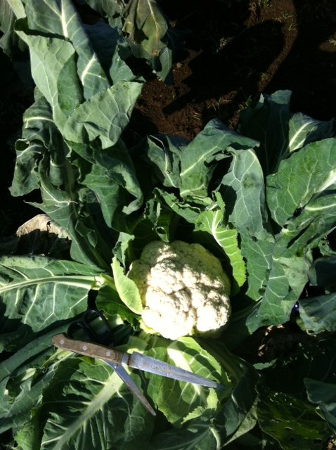 今日の気温あれば 野菜達は、すくすく育ちます_c0222448_1254812.jpg