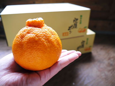 デコポン(肥後ポン) 出荷へのカウントダウン!!_a0254656_12544884.jpg