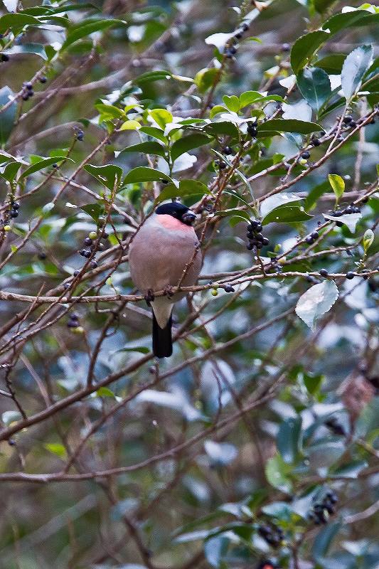 サカキの実を食べるアカウソ_f0044056_9174622.jpg