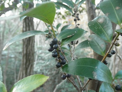 f0057070_2071749.jpg