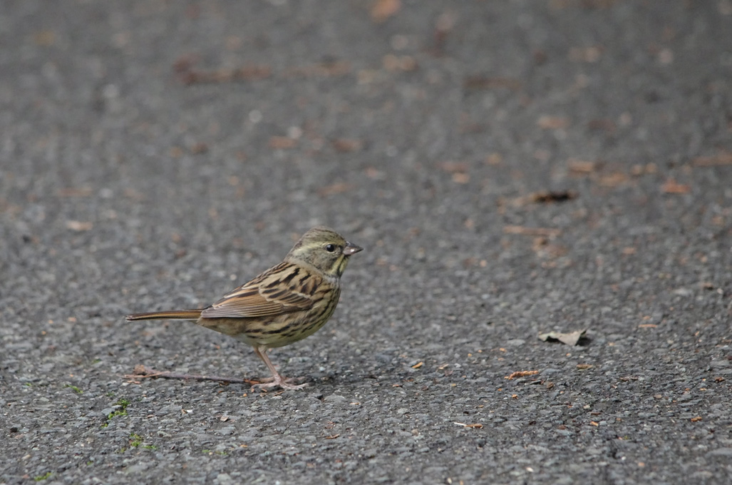 クロジのメスとアオジのメスの違い 鳥とかヒコーキとか