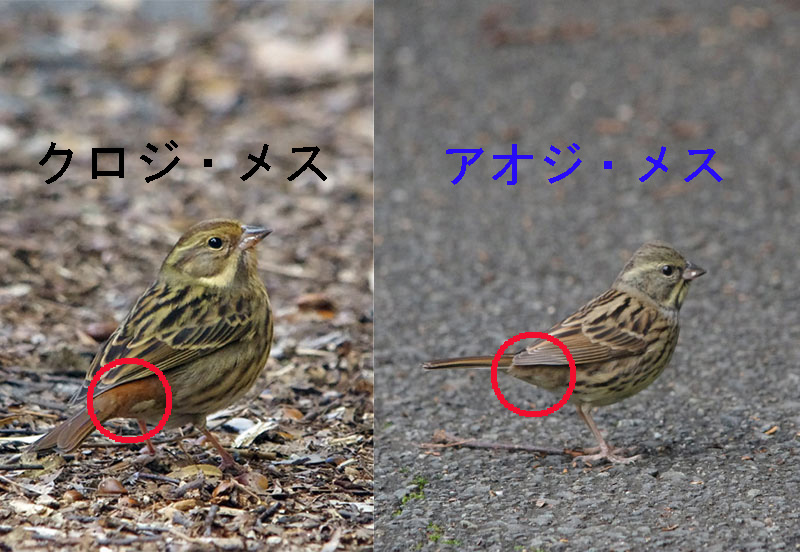 クロジのメスとアオジのメスの違い 鳥とかヒコーキとか