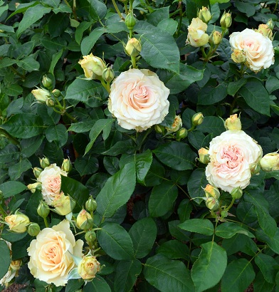 バラとハーブのある暮らし Salon De Roses バラとハーブのある暮らし Salon De Roses