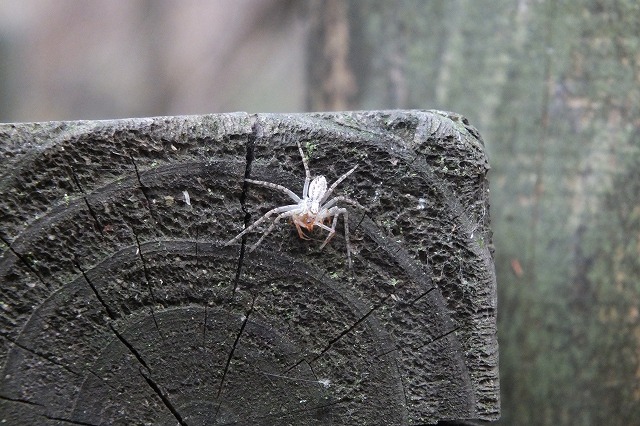 ■　木柵にいた虫　　　12.12.29　　　（ヒゲナガサシガメ幼虫、ゴマフリドクガ幼虫、）_e0070891_210558.jpg