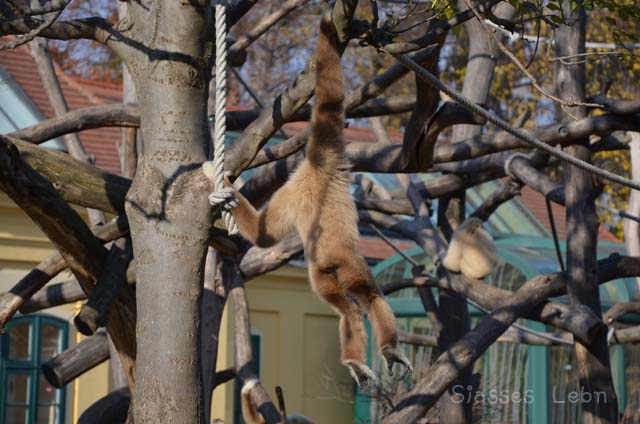 シェーンブルン動物園 　まとめ_e0088895_1641558.jpg