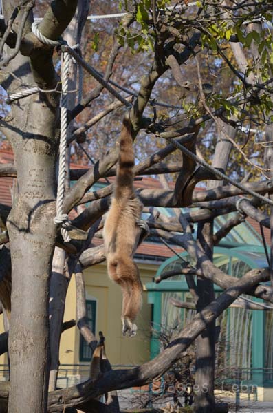 シェーンブルン動物園 　まとめ_e0088895_16463124.jpg