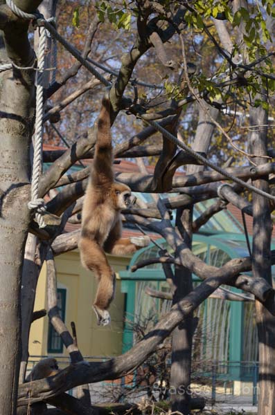 シェーンブルン動物園 　まとめ_e0088895_16472731.jpg