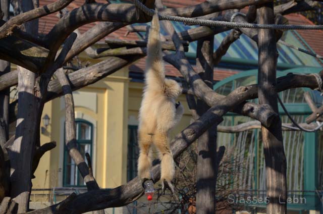 シェーンブルン動物園 　まとめ_e0088895_1651622.jpg