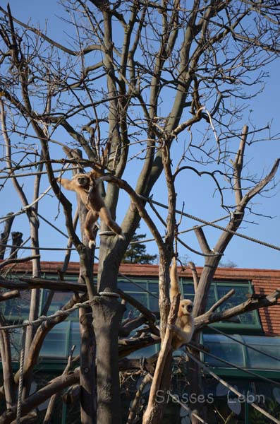 シェーンブルン動物園 　まとめ_e0088895_16522990.jpg