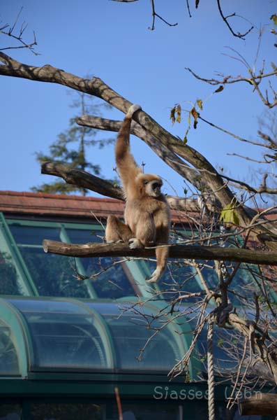 シェーンブルン動物園 　まとめ_e0088895_1652888.jpg