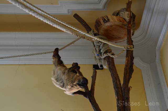 シェーンブルン動物園 　まとめ_e0088895_16571645.jpg