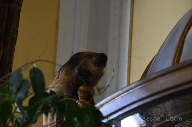 シェーンブルン動物園 　まとめ_e0088895_1702952.jpg