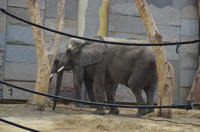 シェーンブルン動物園 　まとめ_e0088895_17121147.jpg