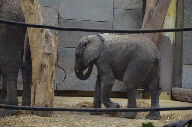 シェーンブルン動物園 　まとめ_e0088895_17125262.jpg