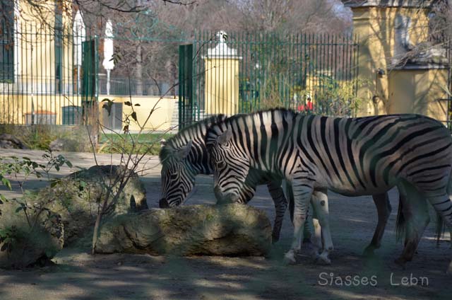 シェーンブルン動物園 　まとめ_e0088895_17135626.jpg