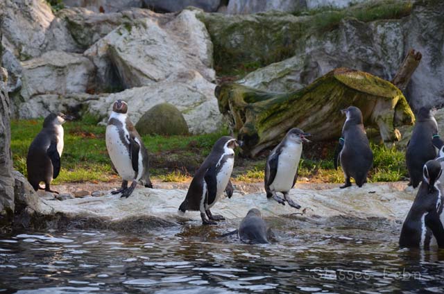 シェーンブルン動物園 　まとめ_e0088895_17152982.jpg