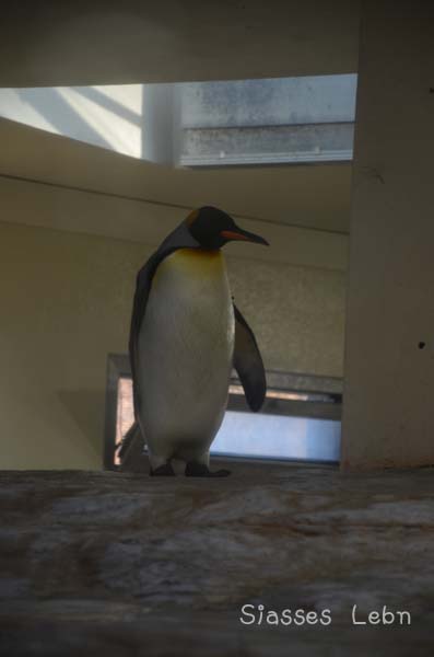 シェーンブルン動物園 　まとめ_e0088895_17221878.jpg