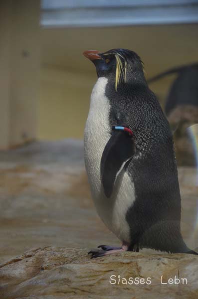 シェーンブルン動物園 　まとめ_e0088895_1722533.jpg