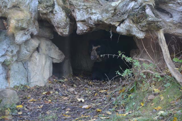 シェーンブルン動物園 　まとめ_e0088895_17245680.jpg