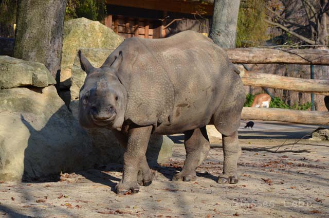 シェーンブルン動物園 　まとめ_e0088895_17274983.jpg