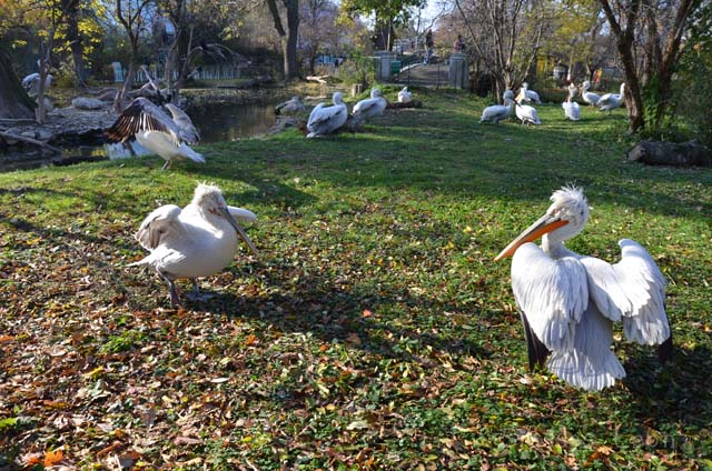 シェーンブルン動物園 　まとめ_e0088895_17303177.jpg