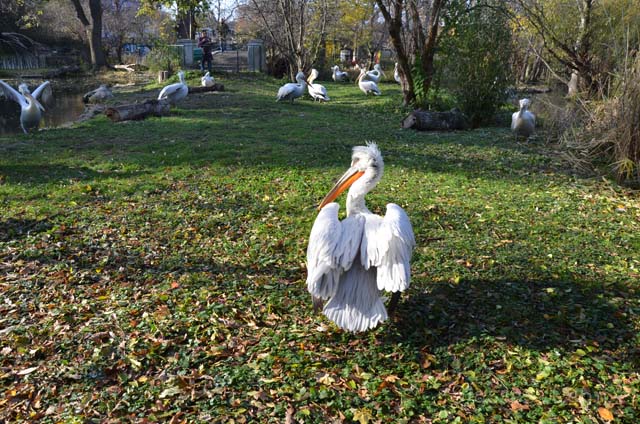 シェーンブルン動物園 　まとめ_e0088895_1730895.jpg