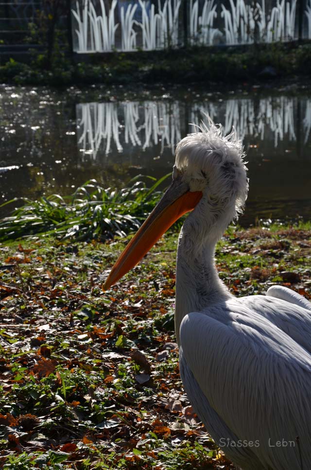 シェーンブルン動物園 　まとめ_e0088895_17314339.jpg