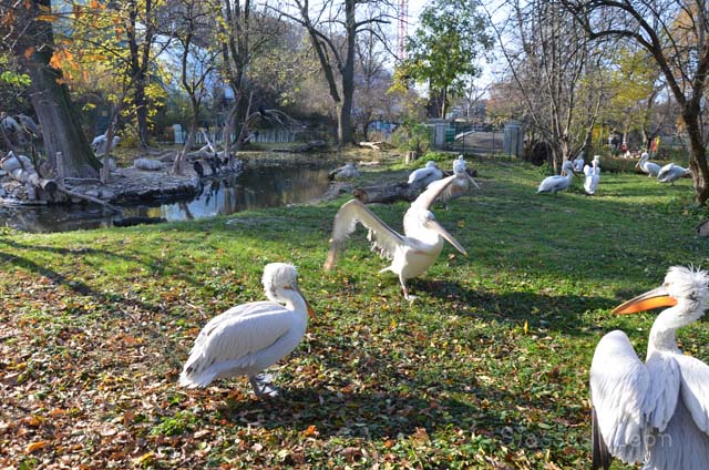 シェーンブルン動物園 　まとめ_e0088895_1731563.jpg