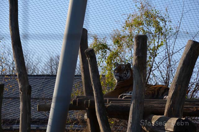 シェーンブルン動物園 　まとめ_e0088895_17385741.jpg