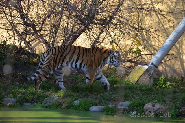 シェーンブルン動物園 　まとめ_e0088895_1738858.jpg