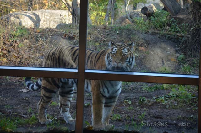 シェーンブルン動物園 　まとめ_e0088895_17392217.jpg