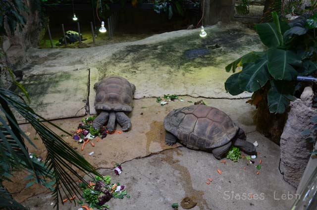 シェーンブルン動物園 　まとめ_e0088895_178155.jpg