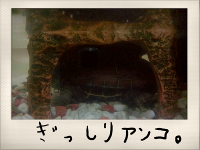 a0205596_196112.png