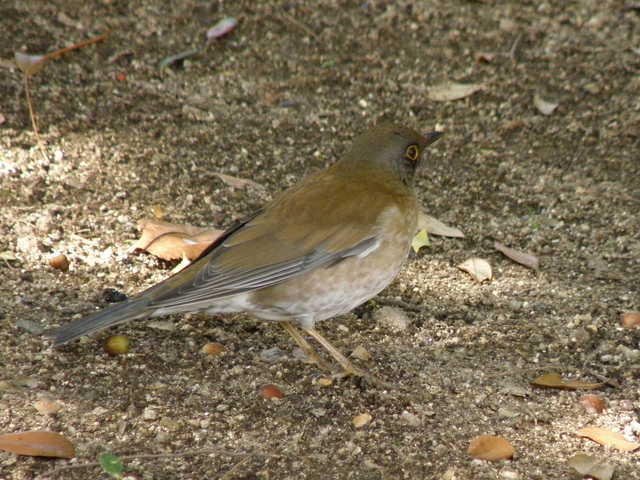 a0206496_7473482.jpg
