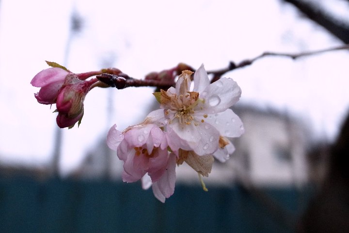 ゆく年の桜_a0268412_21563768.jpg
