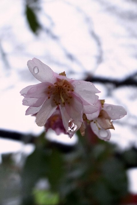 ゆく年の桜_a0268412_21563911.jpg