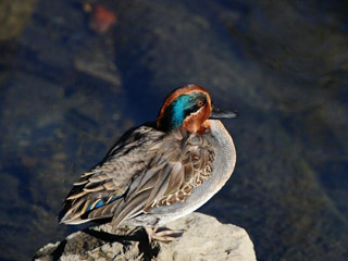 原石鼎俳句鑑賞・平成24年12月 草深昌子のページ