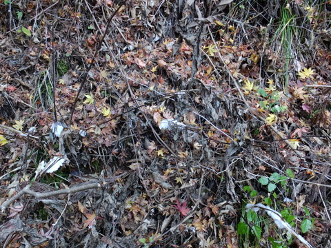 b0281732_14384764.jpg
