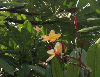 c0196240_1315210.gif
