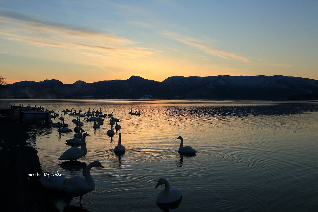 夕景の白鳥さん_a0039860_19401434.jpg