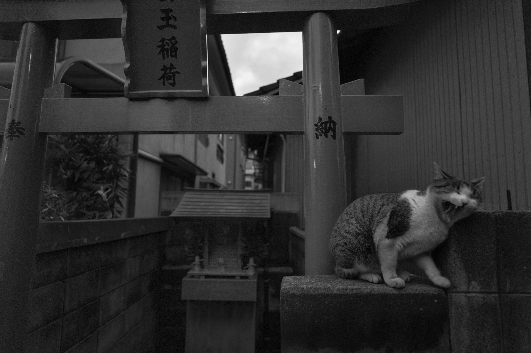 徘徊の友2_c0028861_23433965.jpg