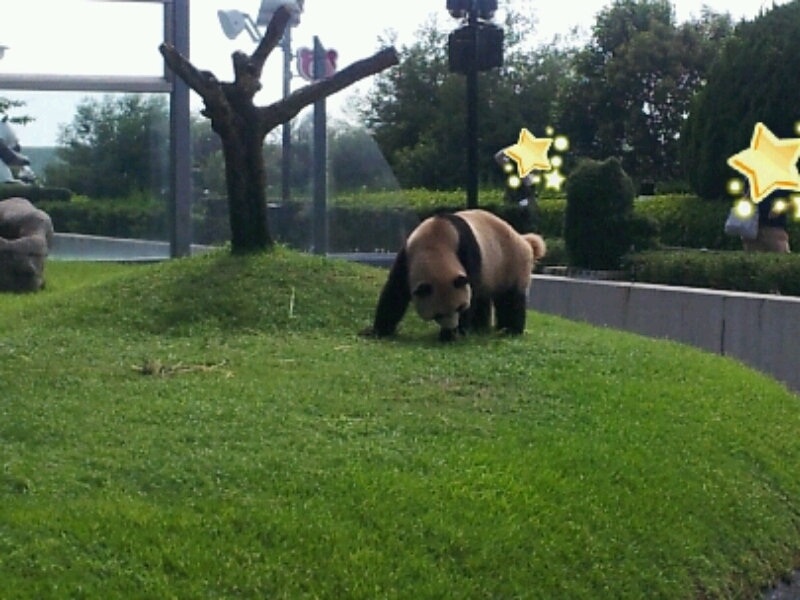 出張パンダ 2012.9 白浜③_b0286966_22281299.jpg