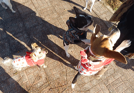 d0152869_21313572.gif